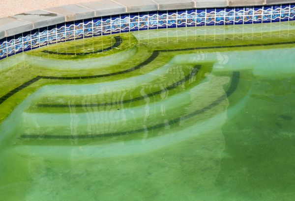 Pool Deck Algae Removal in Lafayette